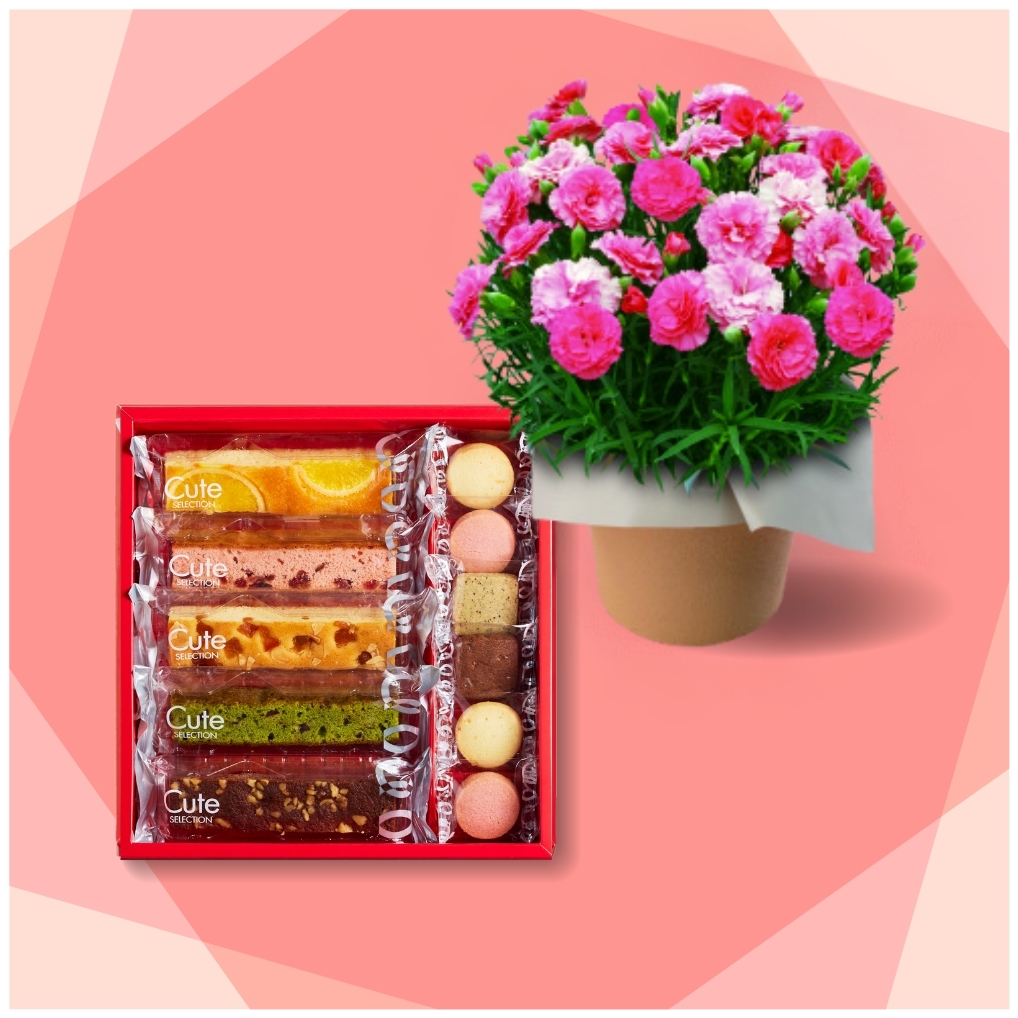 蕾つきカーネーション さくらもなか 2鉢 母の日 遅れてごめんね 産地